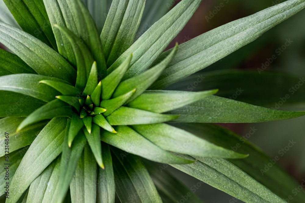 blur effect. Green leafs reflecting the light of the morning sun creating a herbal background blur blur effect. Green leafs reflecting the light of the morning sun creating a herbal background blur