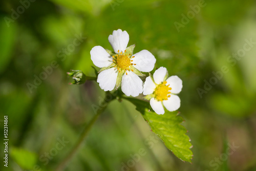 Macro shot of a wild strawberry fragaria vesca flower