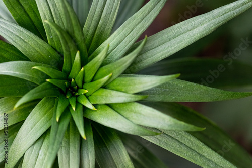 Wallpaper Mural blur effect. Green leafs reflecting the light of the morning sun creating a herbal background blur Torontodigital.ca
