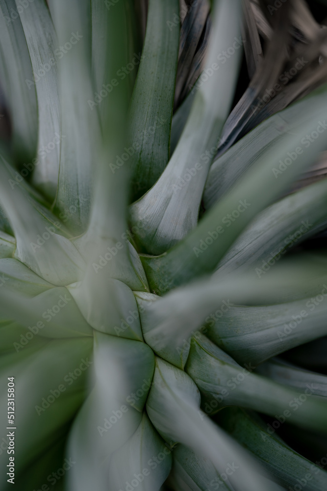 Obraz premium Abstract nature background in gray green and blue colors. Botanical moody shot with place foe text or other design.