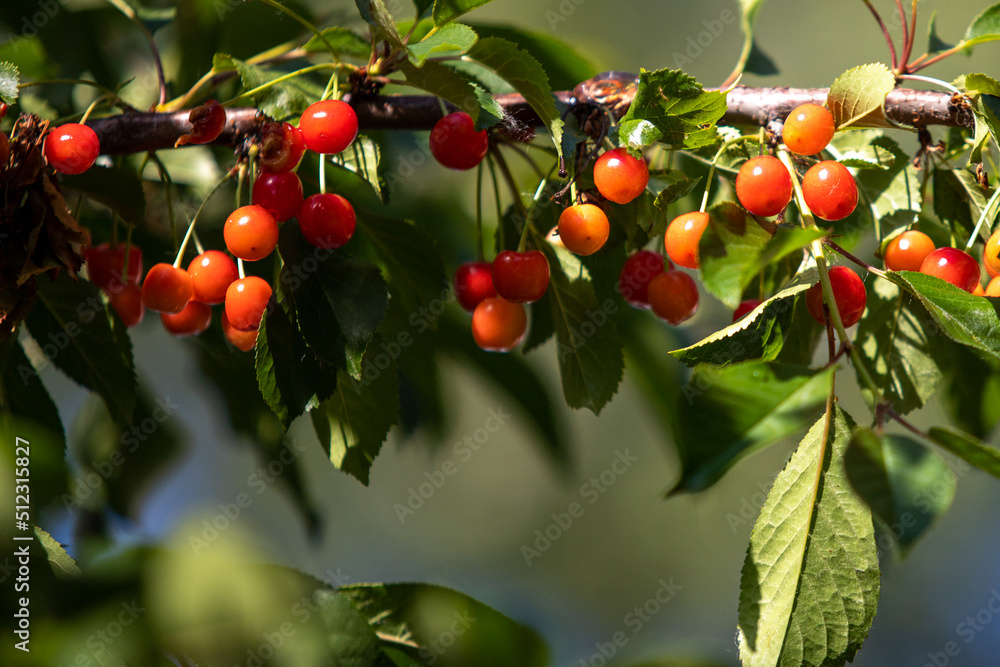 Yellow red cherry on the tree.