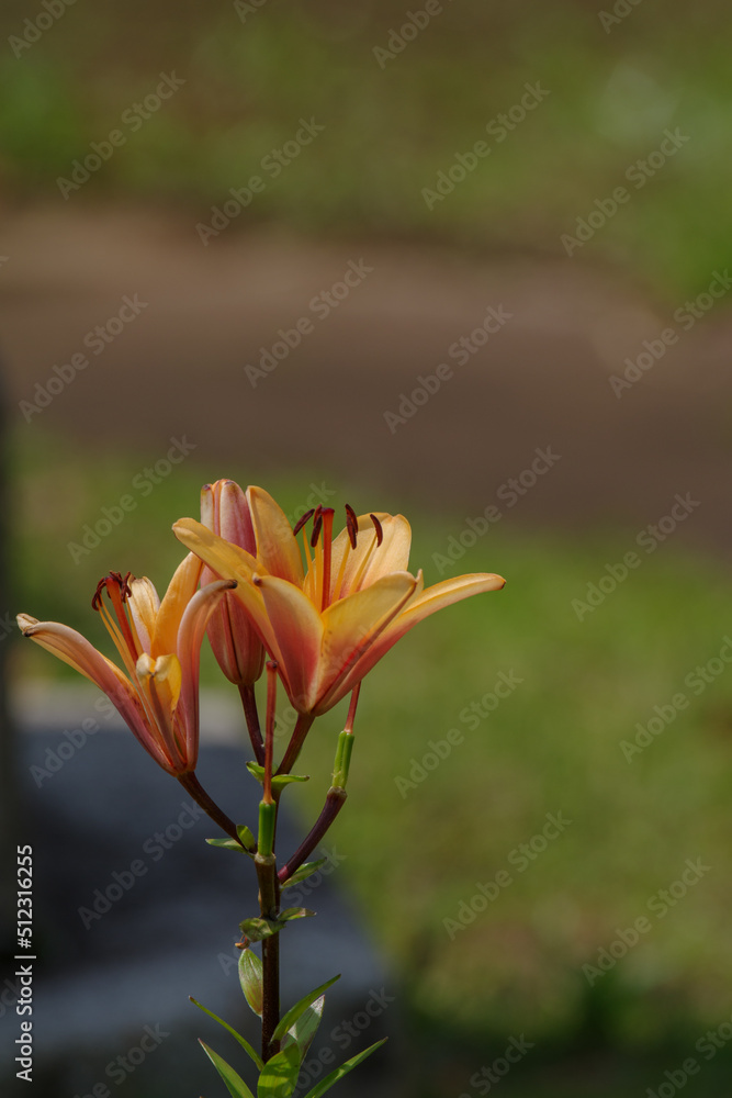 Fototapeta premium 百合の花と草原