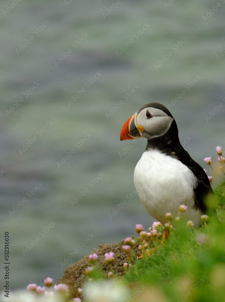 Atlantic puffin (fratercula arctica) seabird on the cliff with flowers with space for text. Saltee Island. Atlantic puffin (fratercula arctica) seabird on the cliff with flowers with space for text. Saltee Island.