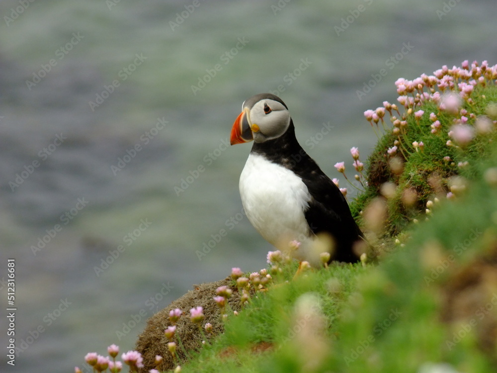 Fototapeta premium Puffin seabird (fratercula arctica) on the cliff with flowers with space for text. Saltee Island