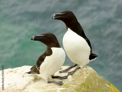 Razorbill (razor-billed auk or lesser auk) on the cliff above Atlantic Ocean. Saltee Island