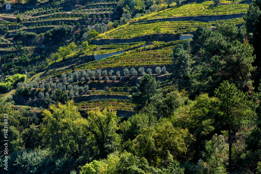Obraz premium Port wine vineyard on the hills in the Douro Valley near Pinhao, Porto, Portugal
