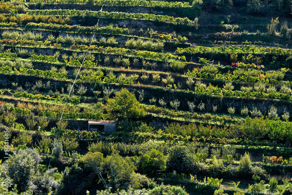 Port wine vineyard on the hills in the Douro Valley near Pinhao, Porto, Portugal