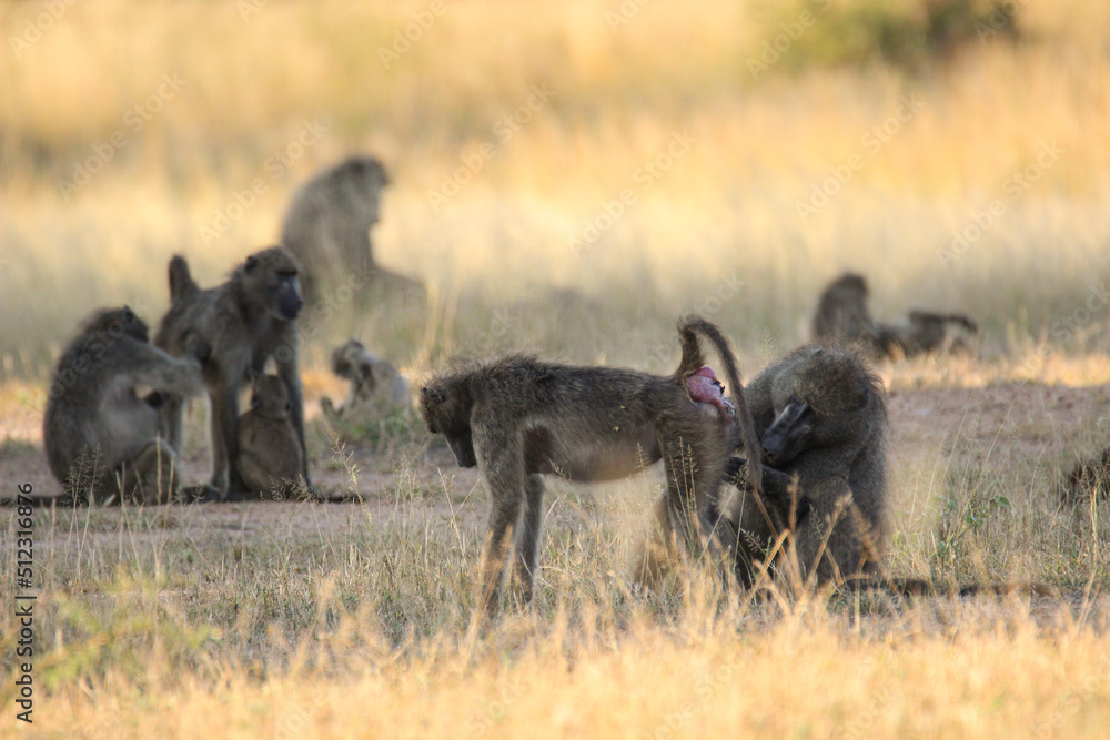 Chacma Baboon, Kruger National Park, South Africa Chacma Baboon, Kruger National Park, South Africa