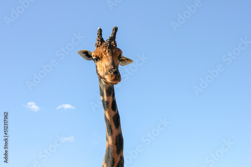 giraffe © Christian