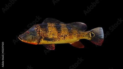 Yellow Lake Fish animation.Full HD 1920×1080.6 Second Long.Transparent Alpha video.LOOP. photo