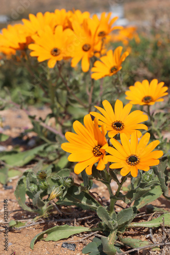 sunflowers in the garden