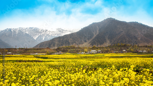 Mustard field with Himalaya background  Kashmir  India 
