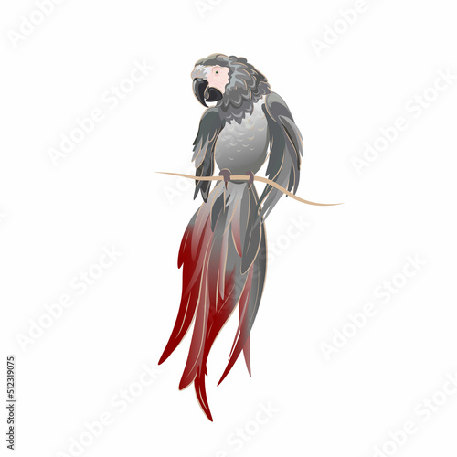 Vector hand drawn Illustration of African grey parrot on white background isolated