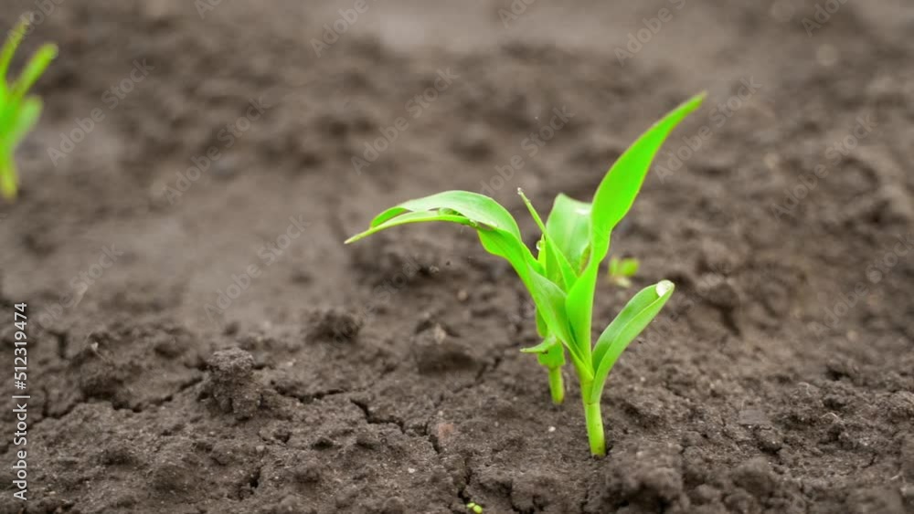 The first young sprouts of corn growing in the soil of the garden close-up in drops of water. Smooth camera movement around a plant in a garden bed The first young sprouts of corn growing in the soil of the garden close-up in drops of water. Smooth camera movement around a plant in a garden bed