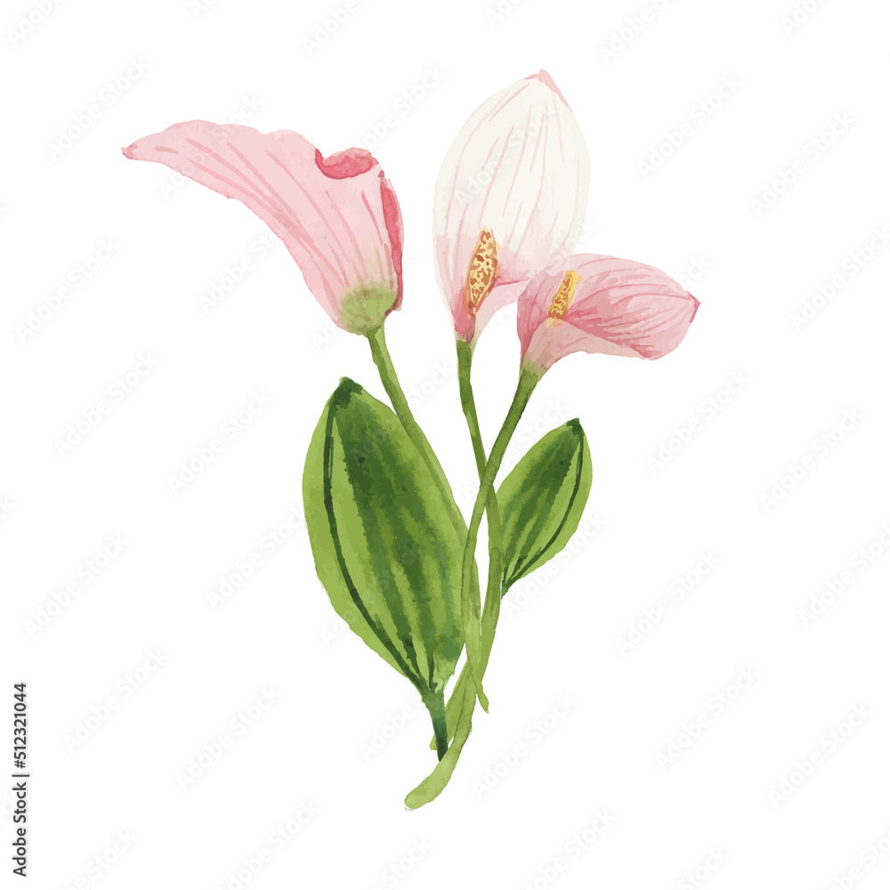 Obraz premium pink lily flower watercolor