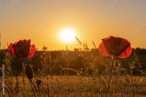 Blooming red poppy flowers in a meadow seen against the sun during golden hour. The sunset creates a magical moment in contrast of colors between the field and the flowers.