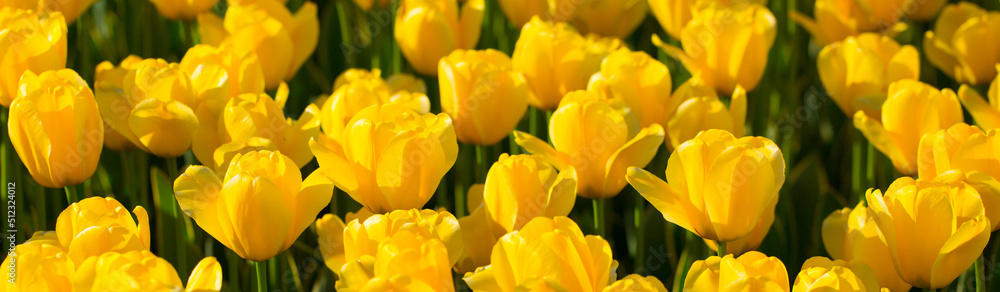 Blooming tulips. Spring floral background. Field of bright beautiful tulips close-up. Colorful tulips at the Holland Flower Festival. long banner Blooming tulips. Spring floral background. Field of bright beautiful tulips close-up. Colorful tulips at the Holland Flower Festival. long banner