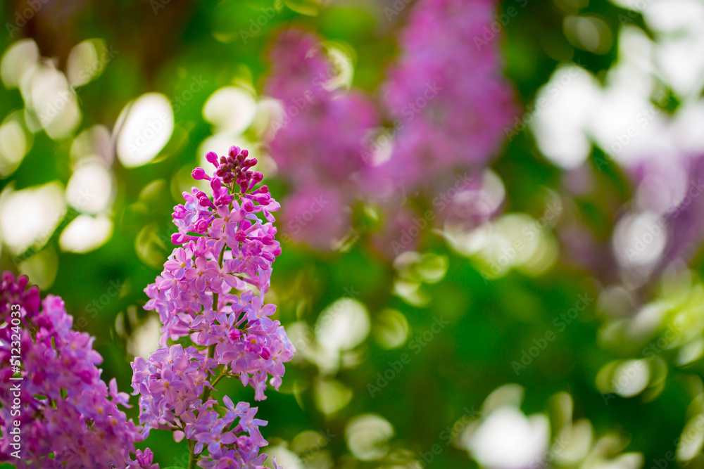 Obraz premium Lilac. Spring trees are blooming. Pink Sakura Flowers Spring landscape with flowering pink tree. Beautiful blooming garden on a sunny day. Beautiful concept of romance and love with delicate flowers.