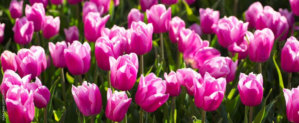 Blooming tulips. Spring floral background. Field of bright beautiful tulips close-up. Colorful tulips at the Holland Flower Festival. long banner