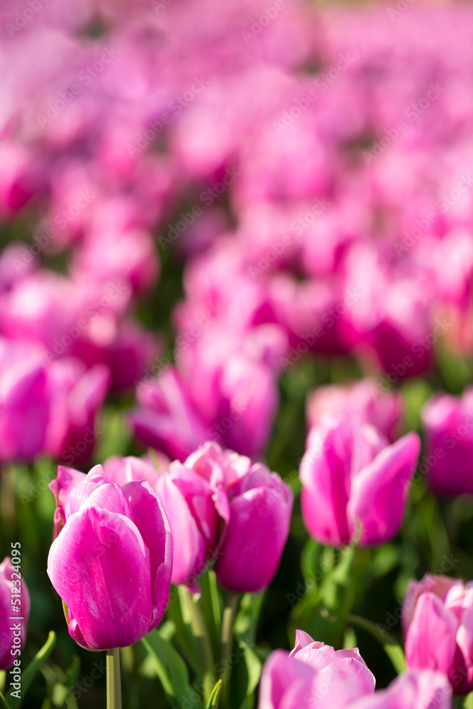 Blooming tulips. Spring floral background. Field of bright beautiful tulips close-up. Colorful tulips at the Holland Flower Festival. long banner Blooming tulips. Spring floral background. Field of bright beautiful tulips close-up. Colorful tulips at the Holland Flower Festival. long banner