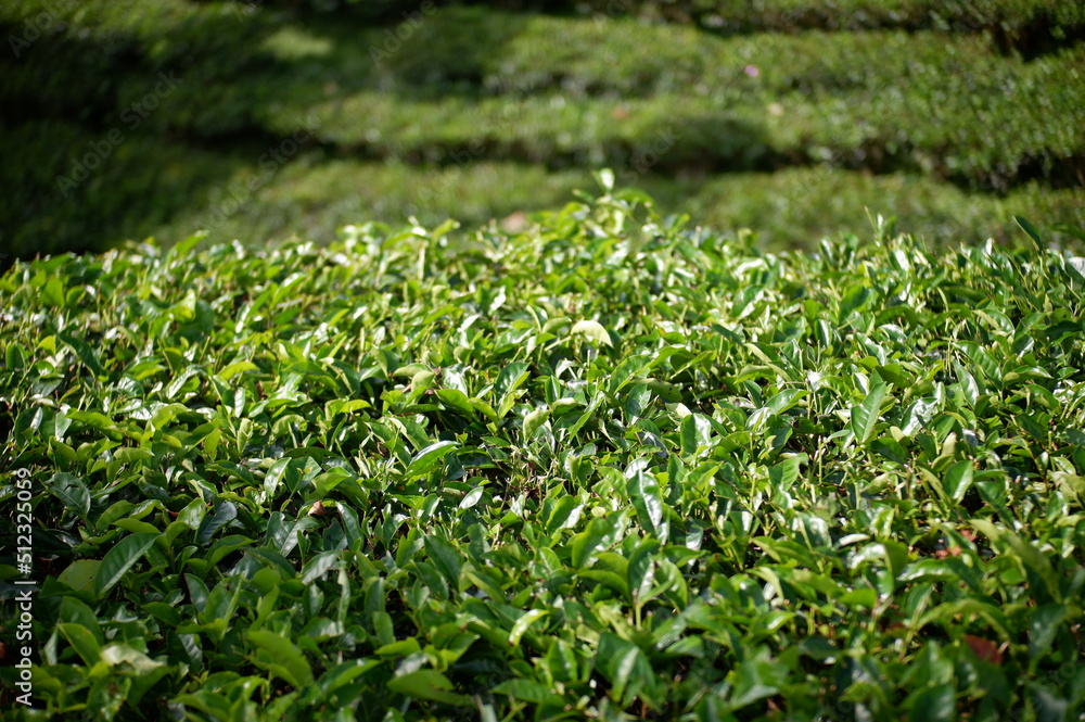 green tea plant in Perkebunan Tambi, Wonosobo, Indonesia green tea plant in Perkebunan Tambi, Wonosobo, Indonesia