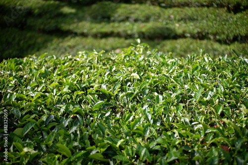 green tea plant in Perkebunan Tambi, Wonosobo, Indonesia