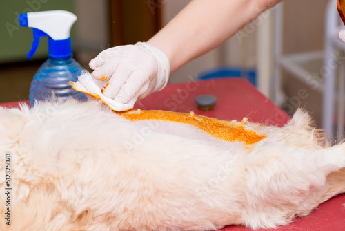 Veterinary clinic, a surgeon doctor performs an operation to remove pyometra from a Pekingese dog. Sterilization of animals. Closeup emergency surgery. Treatment and rescue animals. photo