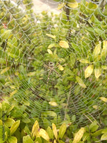 Blurred silhouette of a spider in a web with raindrops on a natural green background of leaves. Selective focus. high quality photo.