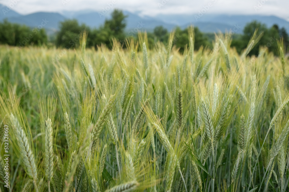 Rural scene with green wheat fields in summer time Rural scene with green wheat fields in summer time