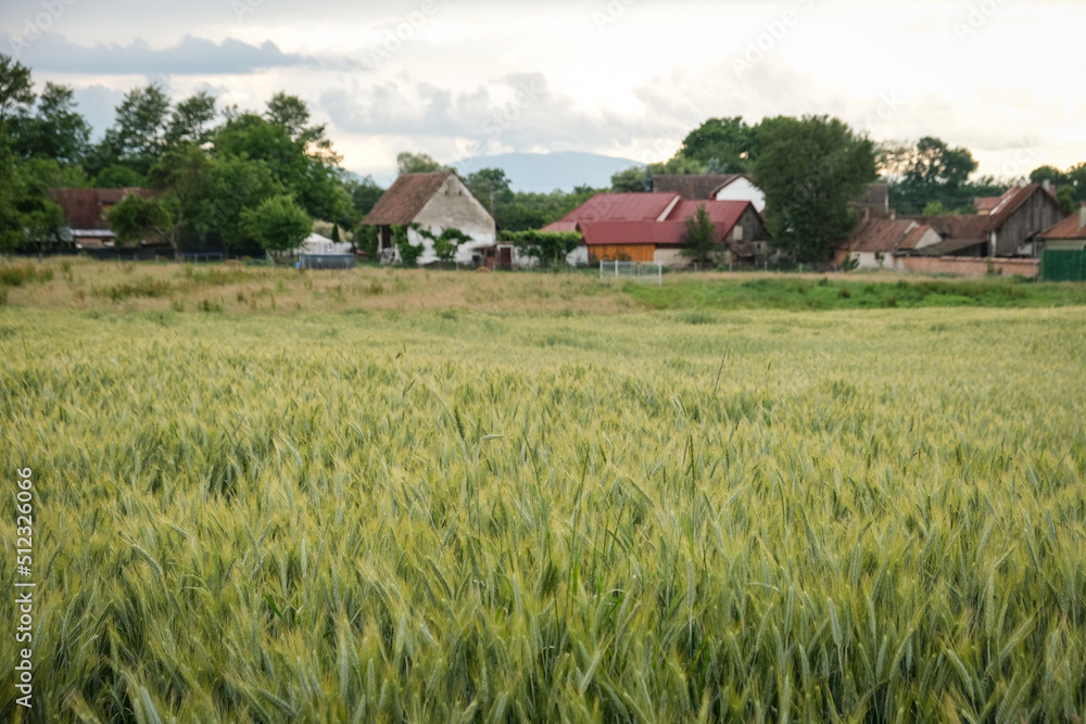 Rural scene with green wheat fields in summer time