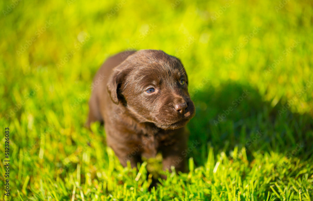 Young dogs of breed labrador close up. Labrador puppy, beautiful little dogs running around the green grass. Mowed lawn. Copy space for text, long banner.The concept of childhood friendship and games Young dogs of breed labrador close up. Labrador puppy, beautiful little dogs running around the green grass. Mowed lawn. Copy space for text, long banner.The concept of childhood friendship and games
