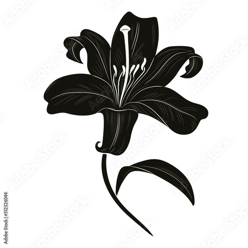 Vector black silhouette of lily flower isolated on white background. Illustration of lily.