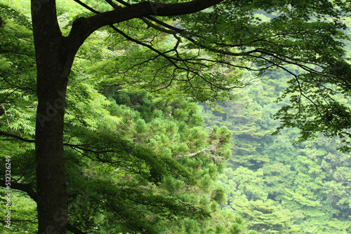 神奈川県の大山。左にモミジの木と斜面の森林の景色