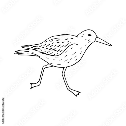 Vector hand drawn doodle sketch sandpiper bird isolated on white background photo