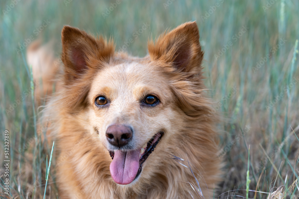 Portrait of a red dog of mixed breed. A happy female lying on a pasture among wild grasses. Selective focus. Portrait of a red dog of mixed breed. A happy female lying on a pasture among wild grasses. Selective focus.