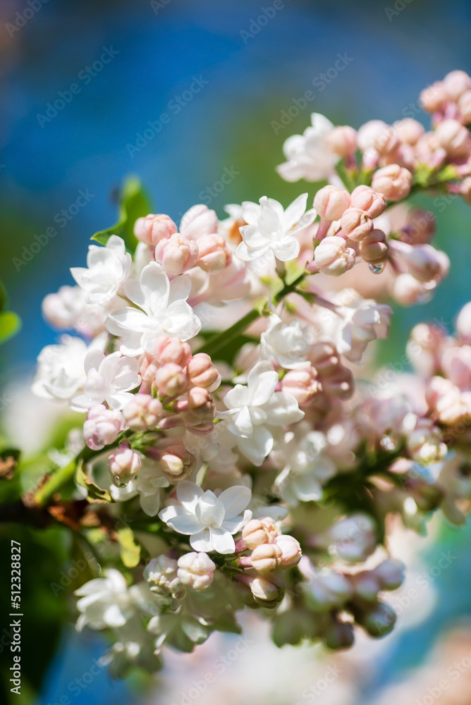 Fototapeta premium peach lilac in the garden