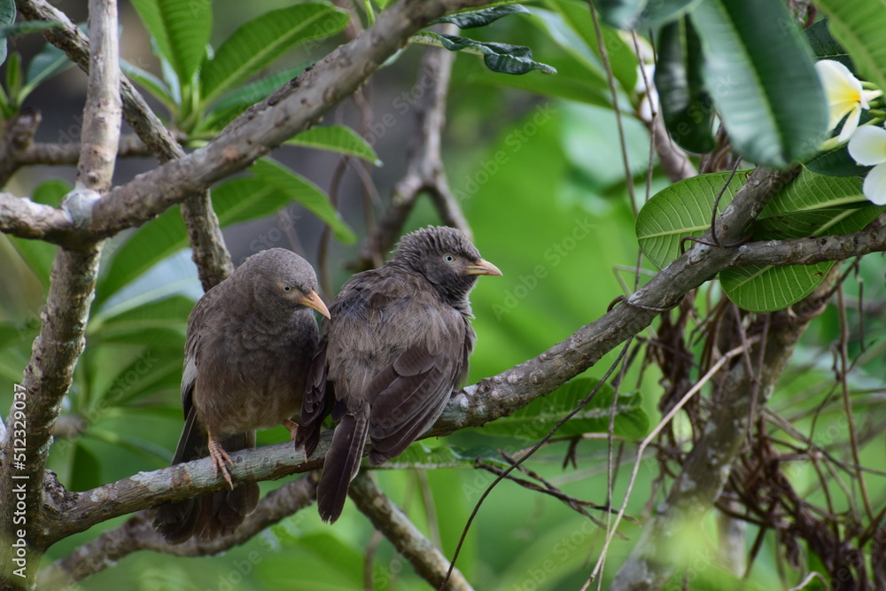 Loving wild birds on the tree Loving wild birds on the tree