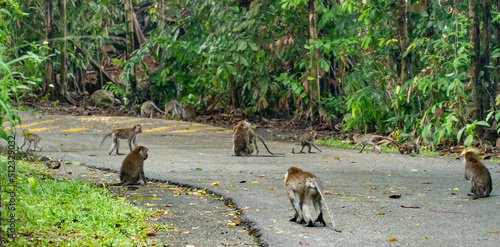 Monkeys Pulau Ubin Road Singapore photo