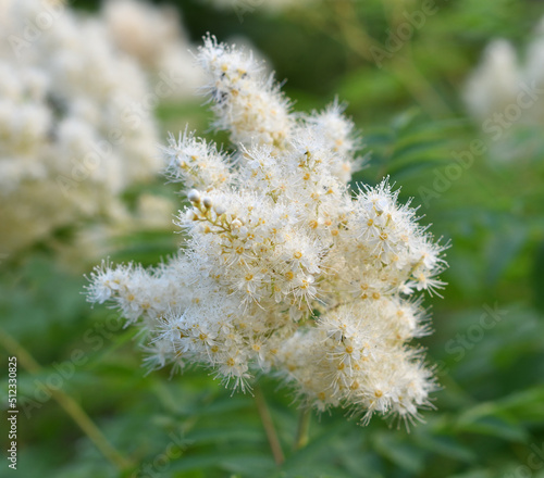 Inflorescences of Sorbaria sorbifolia  Latin Sorbaria sorbifolia  or false spirea in the summer garden 