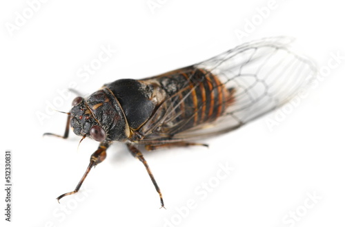Cicadetta montana or New Forest Cicada isolated on white, side view © dule964