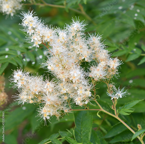 Inflorescences of Sorbaria sorbifolia  Latin Sorbaria sorbifolia  or false spirea in the summer garden 