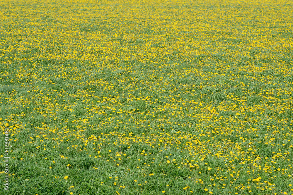Green field with yellow dandelions. Closeup of yellow spring flowers