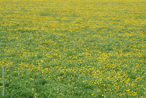 Green field with yellow dandelions. Closeup of yellow spring flowers © Ihar