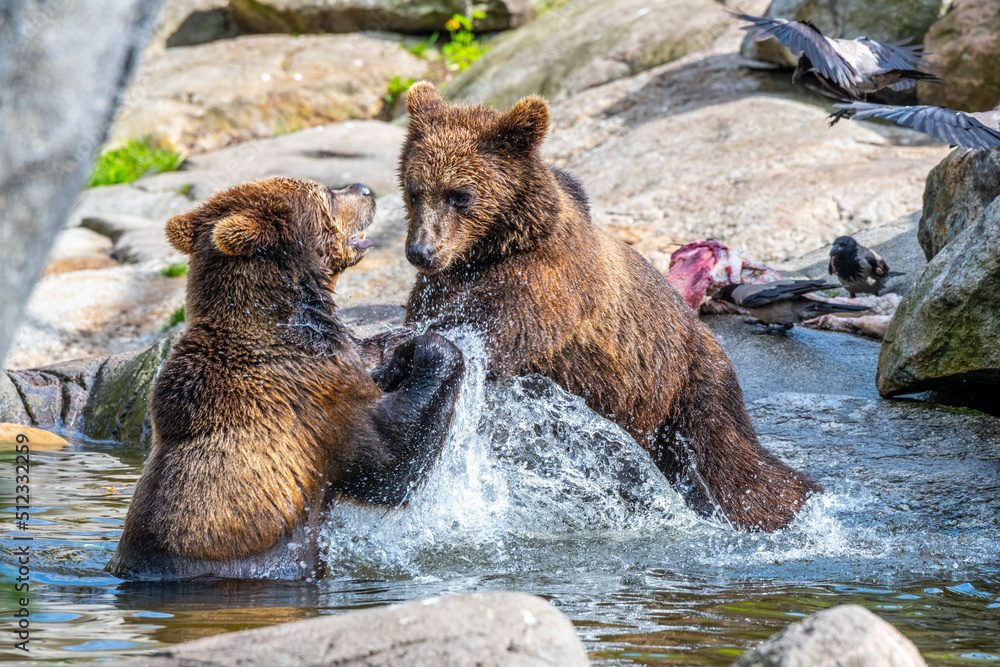 Fototapeta premium Two brown bears fighting in the water