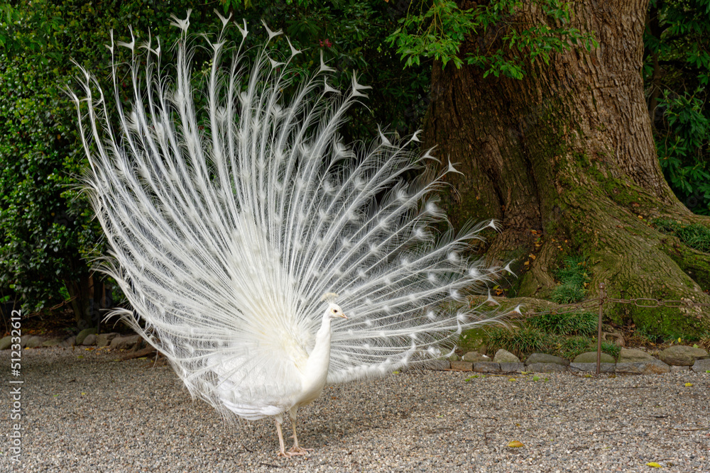 Obraz premium Paon blanc faisant la roue