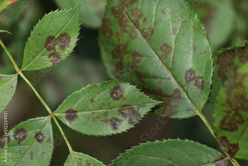 The rose black spot disease caused by the fungus Diplocarpon rosae. The black spots on the rose leaves are circular with a perforated edge. Damaged rose plant. photo