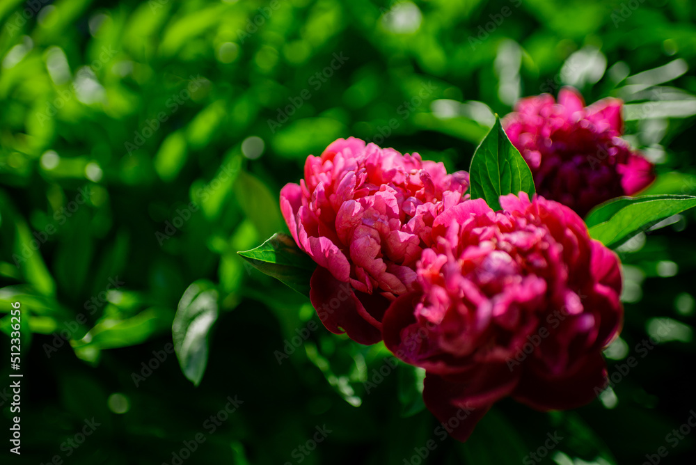Obraz premium Beautiful bright pink peonies flowers background