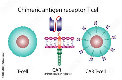 T-cell and Chimeric antigen receptor T cell ,CAR T cell, for use in immunotherapy. chemotherapy. vector illustration.