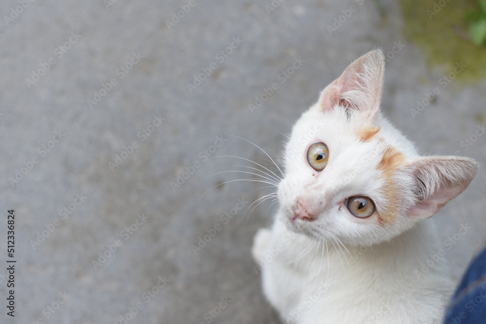 Gatto bianco Gatto bianco