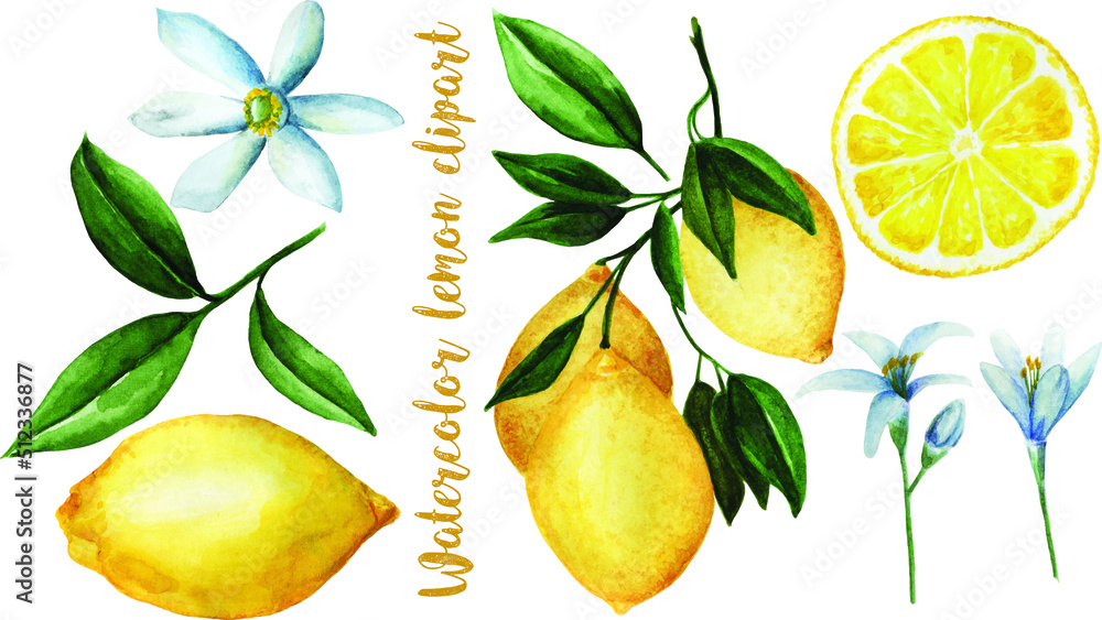 Watercolor lemon branch set. Hand painted lemon fruit on branch isolated on white background. Floral elegant vector 